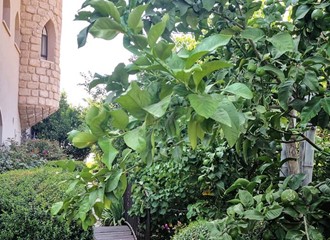 הטירה של איזבלה 4